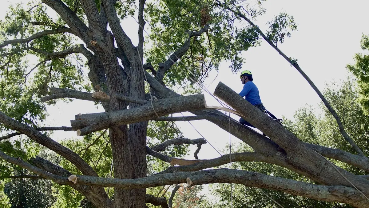 Professional Crown Thinning performed by certified arborists in Oneill