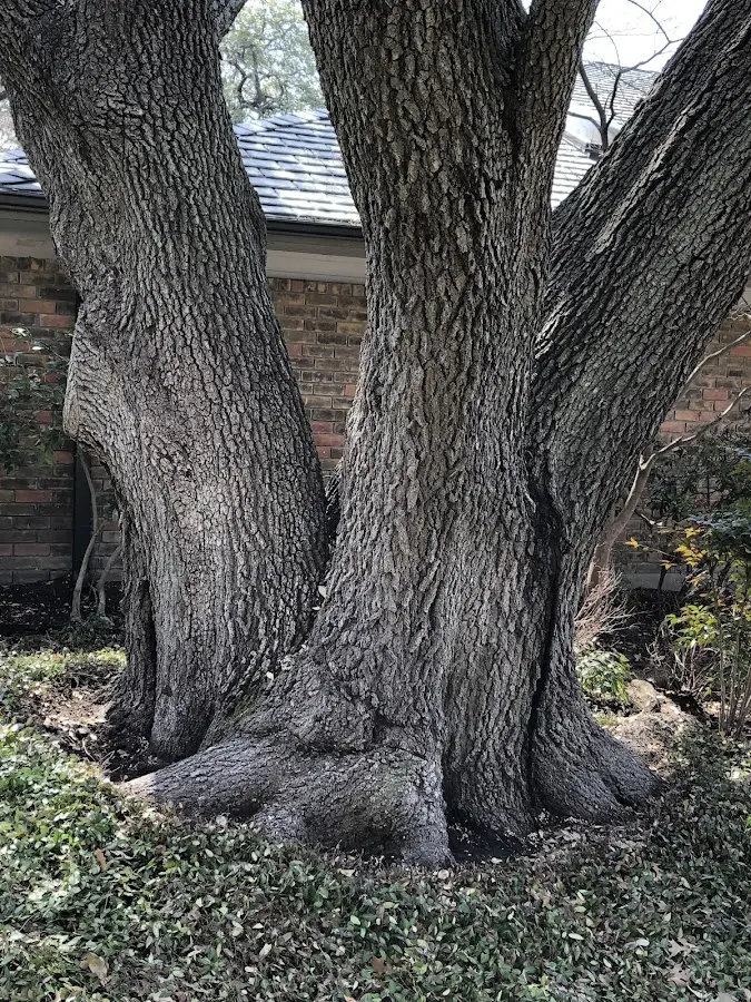 Mature heritage tree close to a Oneill property cared for by certified arborists